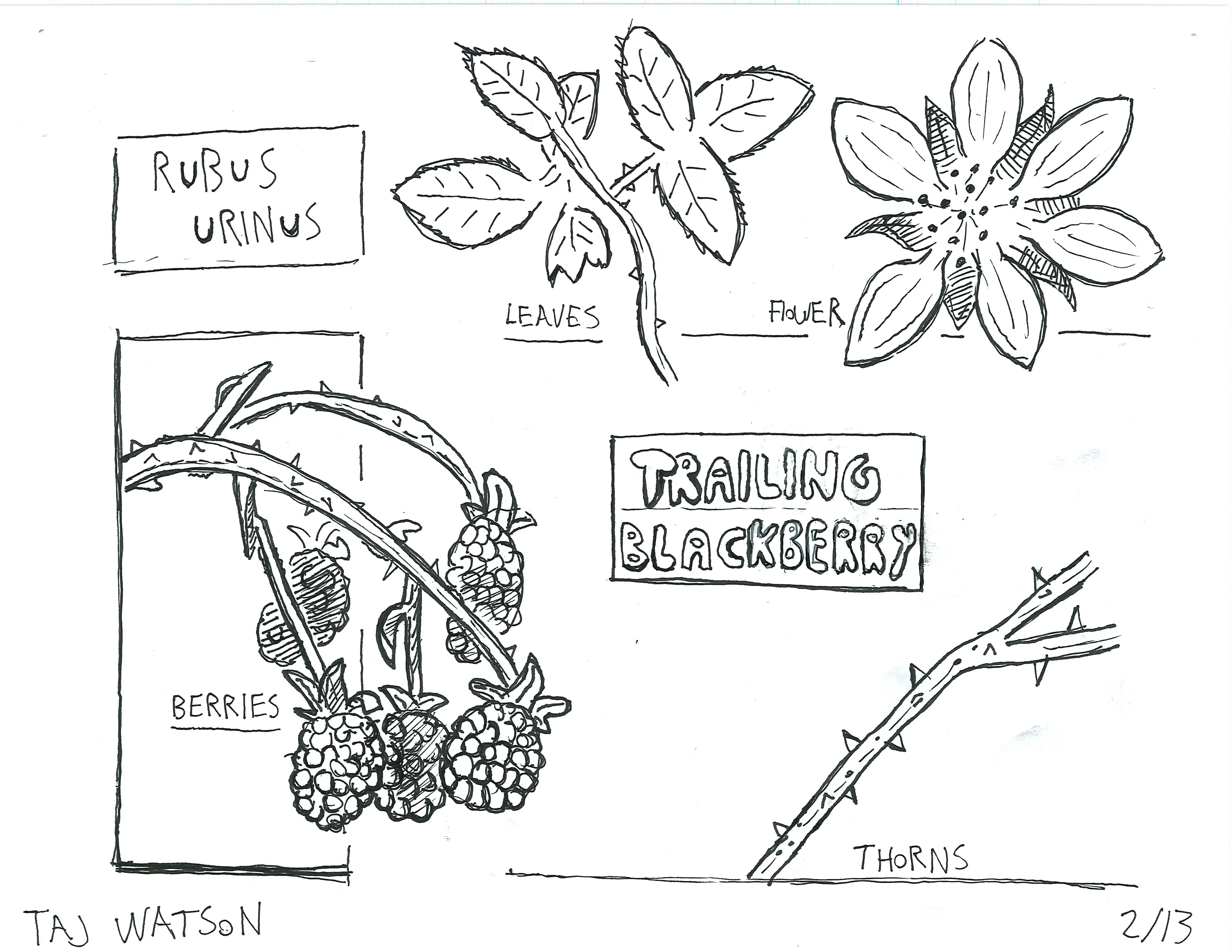 Hand-sketched artwork depicting trailing blackberry leaves, flowers, berries, and thorns.